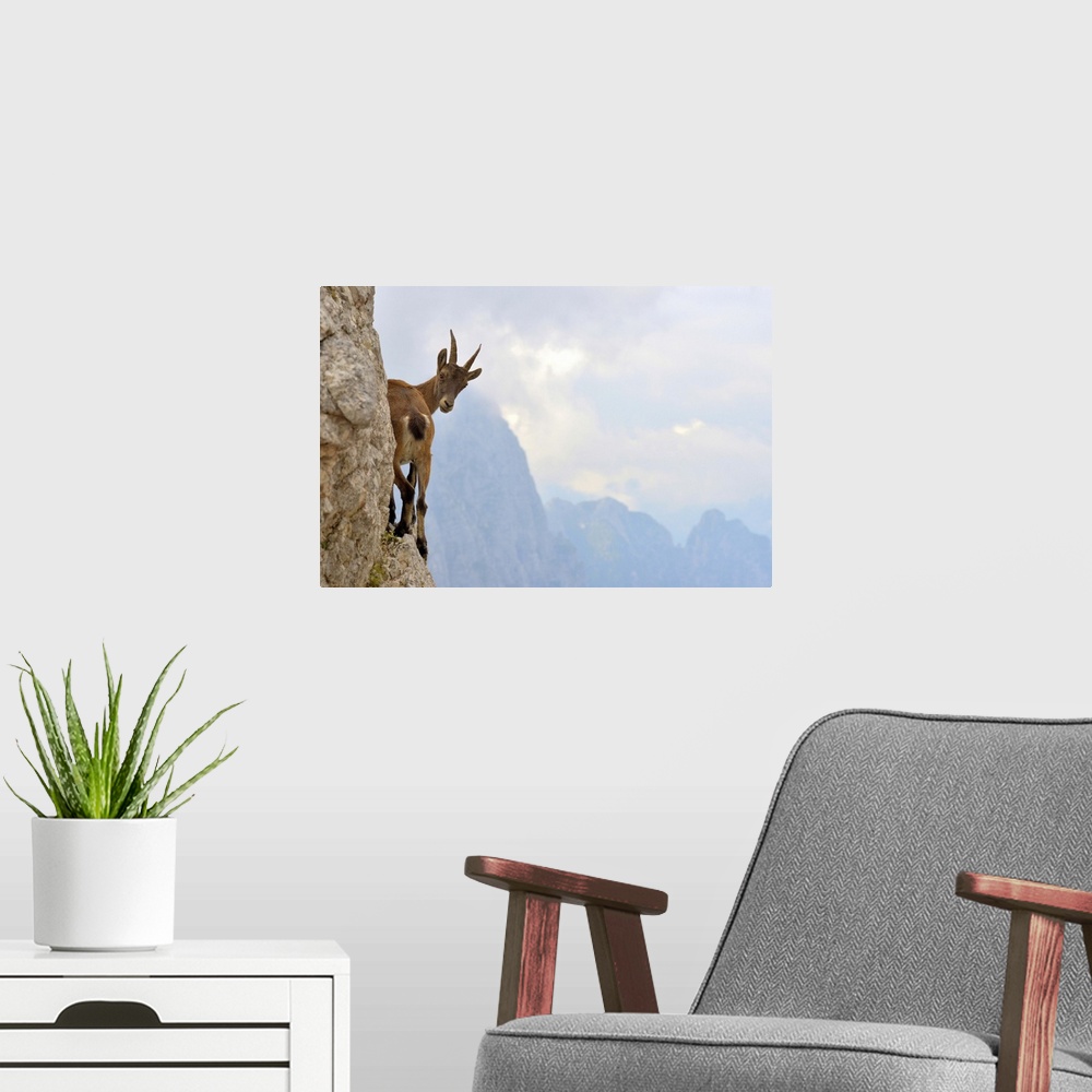 A modern room featuring A young goat stands on the edge of a mountain looking behind in curiosity.
