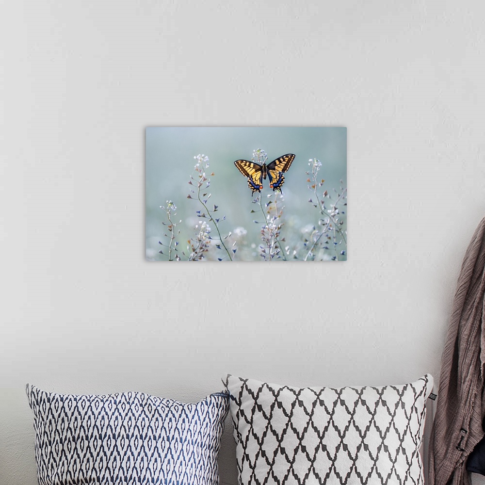 A bohemian room featuring Swallowtail Beauty