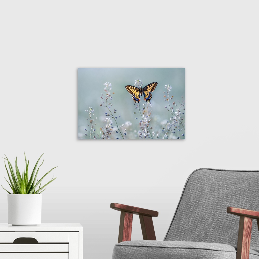 A modern room featuring Swallowtail Beauty