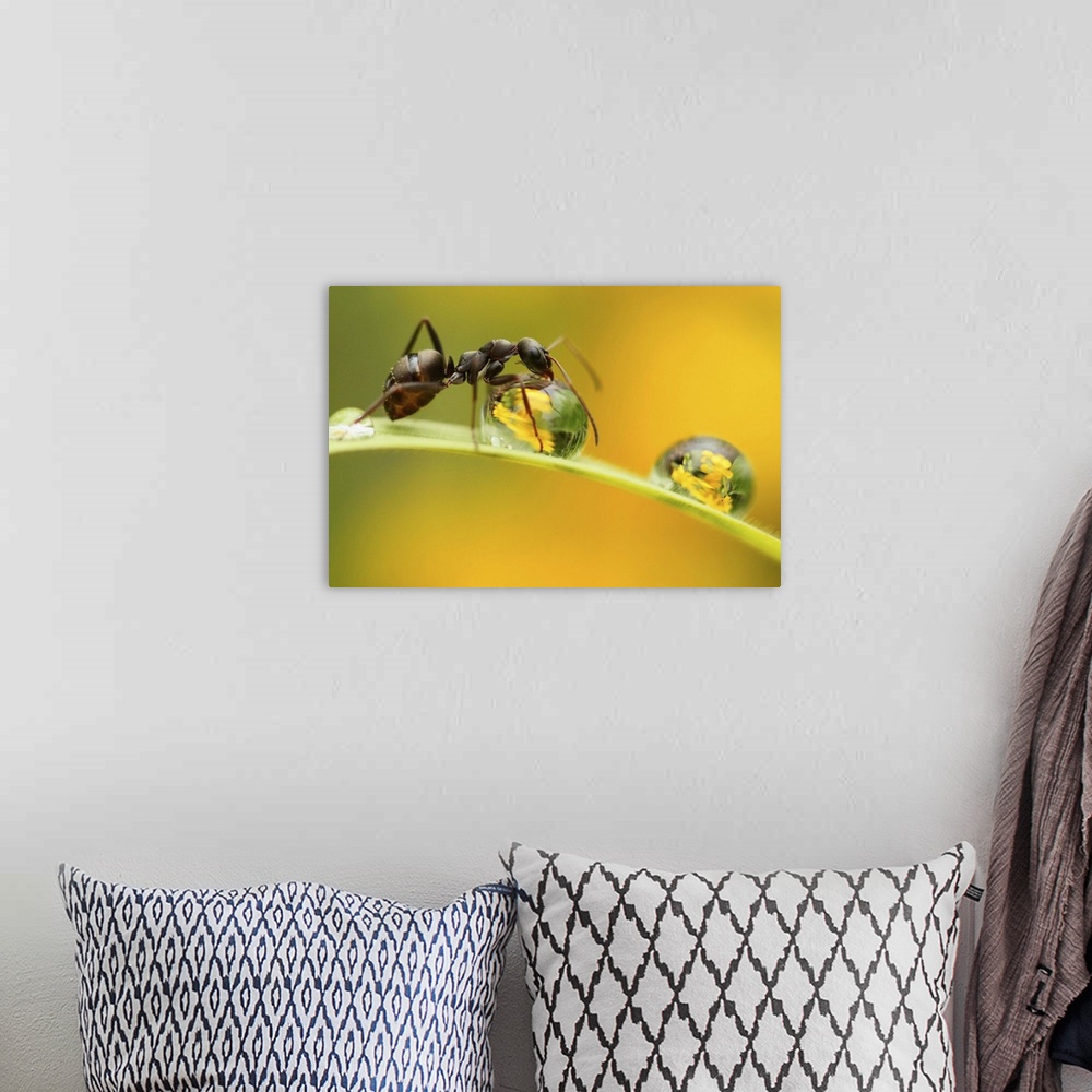 A bohemian room featuring A close up image of an ant on a blade of grass drinking water from a dewdrop.