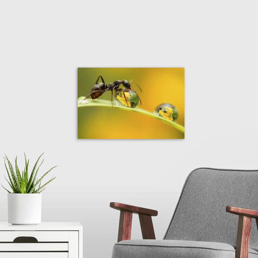 A modern room featuring A close up image of an ant on a blade of grass drinking water from a dewdrop.