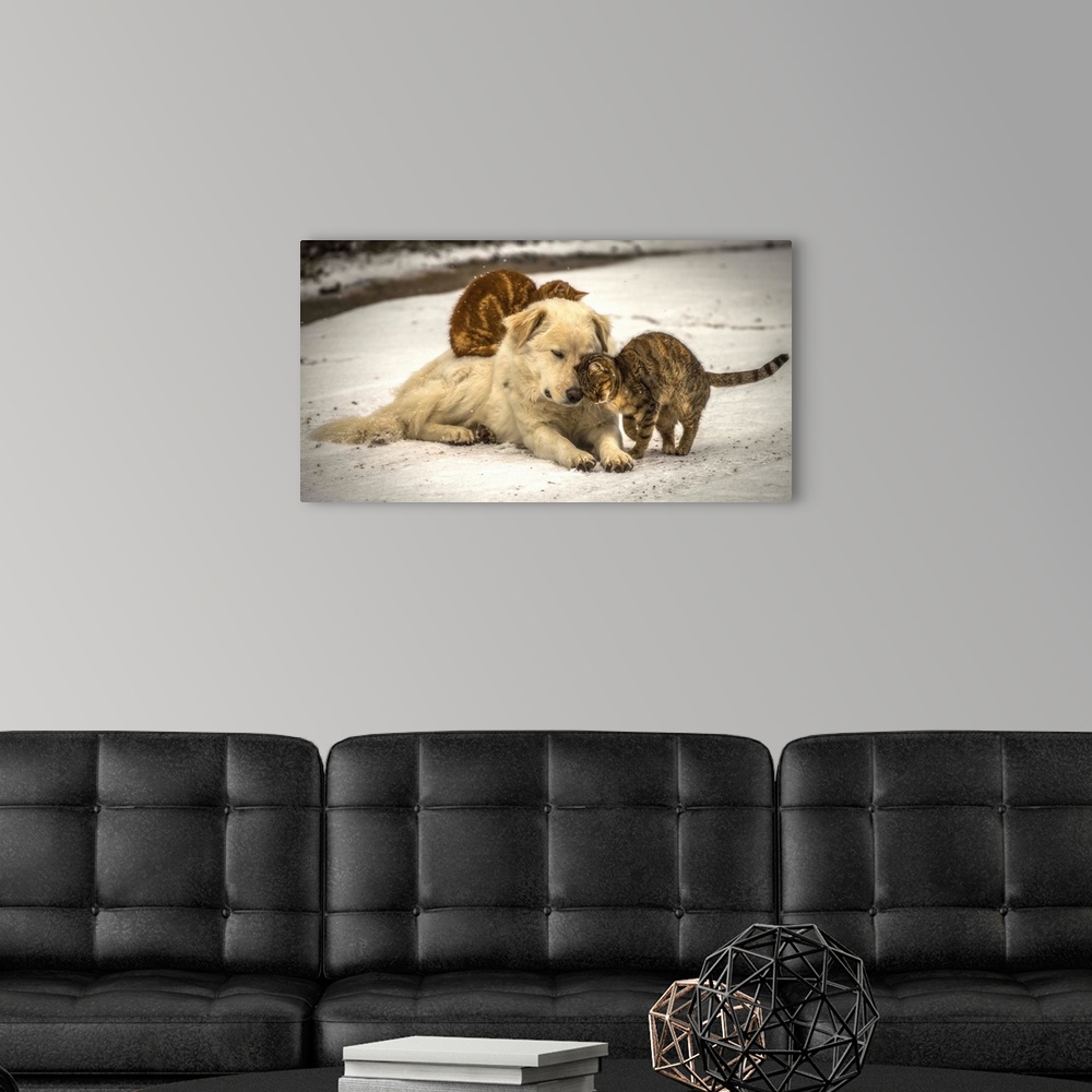 A modern room featuring A small puppy and two cats nuzzling each other for warmth in a street.