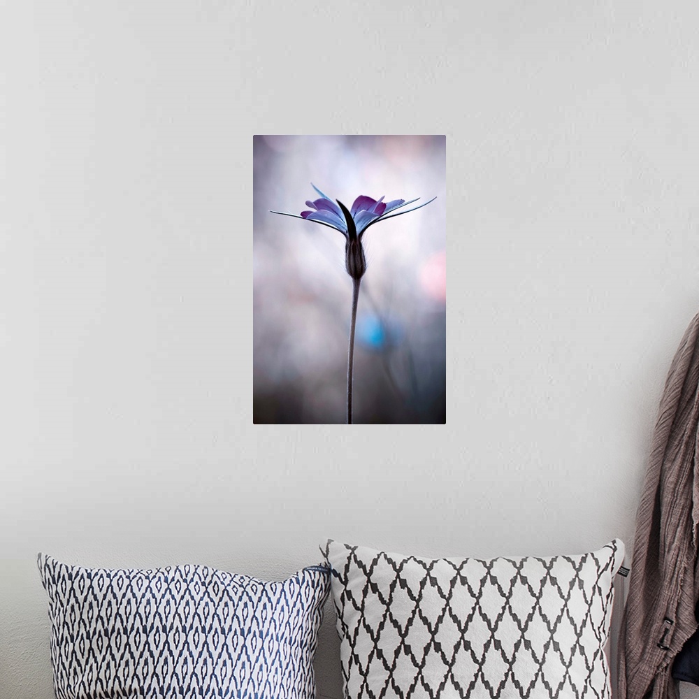 A bohemian room featuring Fine art photo of a purple flower against a blurred background.
