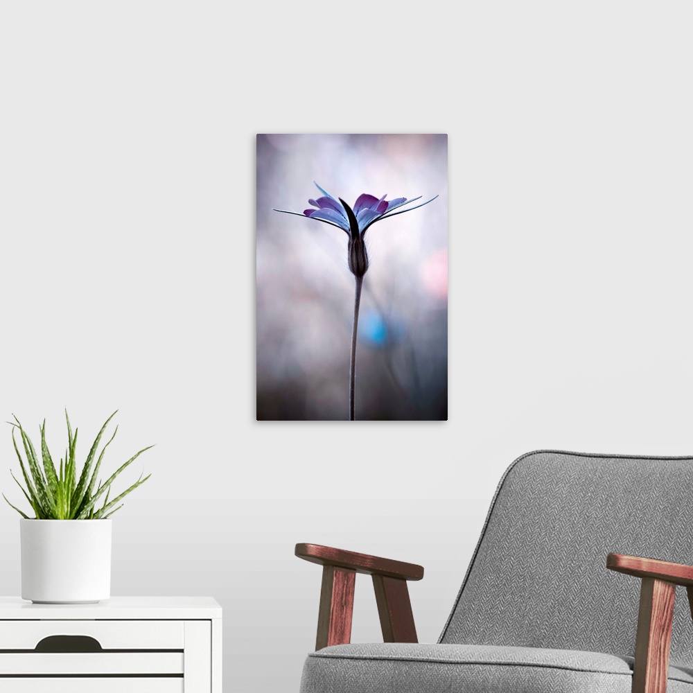 A modern room featuring Fine art photo of a purple flower against a blurred background.