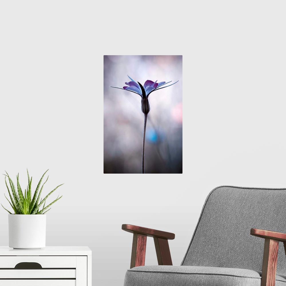 A modern room featuring Fine art photo of a purple flower against a blurred background.