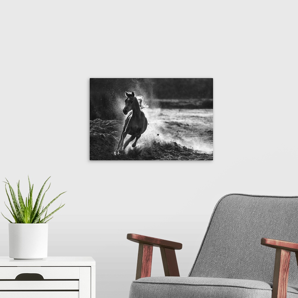 A modern room featuring Black and white image of a horse galloping in the sand, kicking up dust behind it.
