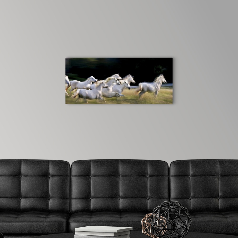 A modern room featuring Blurred motion image of a herd of galloping white horses.