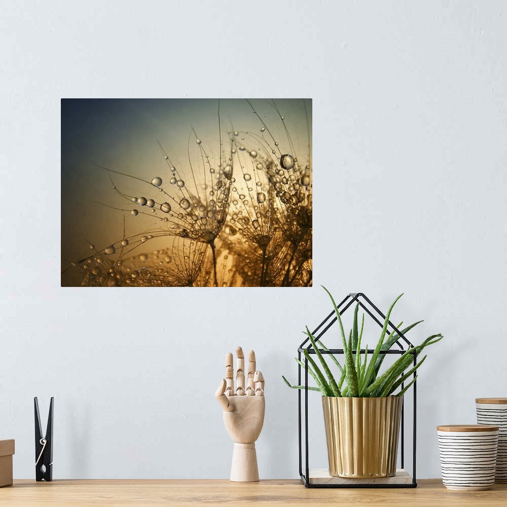 A bohemian room featuring Macro photo of droplets of water on small plants, at sunset.
