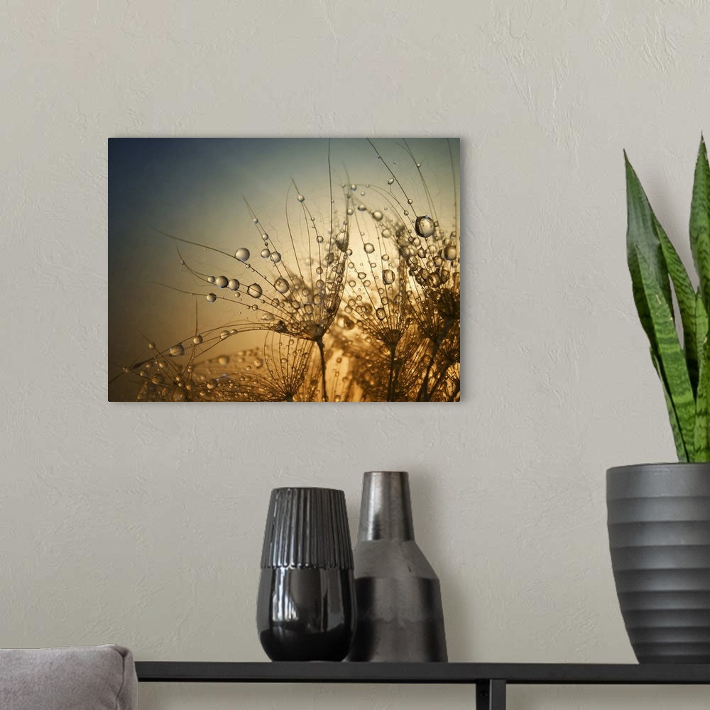 A modern room featuring Macro photo of droplets of water on small plants, at sunset.