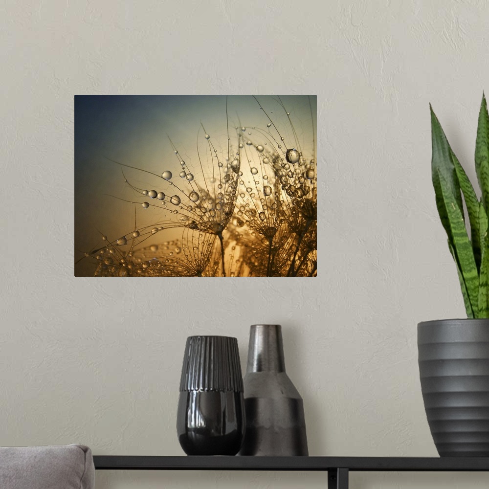 A modern room featuring Macro photo of droplets of water on small plants, at sunset.