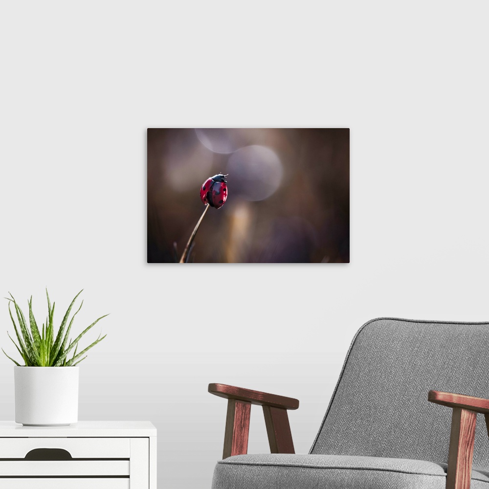 A modern room featuring A Seven-spotted Ladybug perched on the tip of a blade of grass.