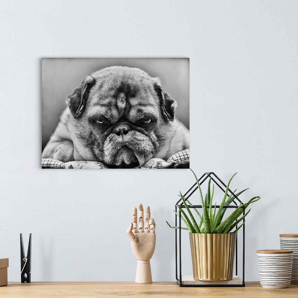 A bohemian room featuring Grumpy-looking pug with tongue hanging out.