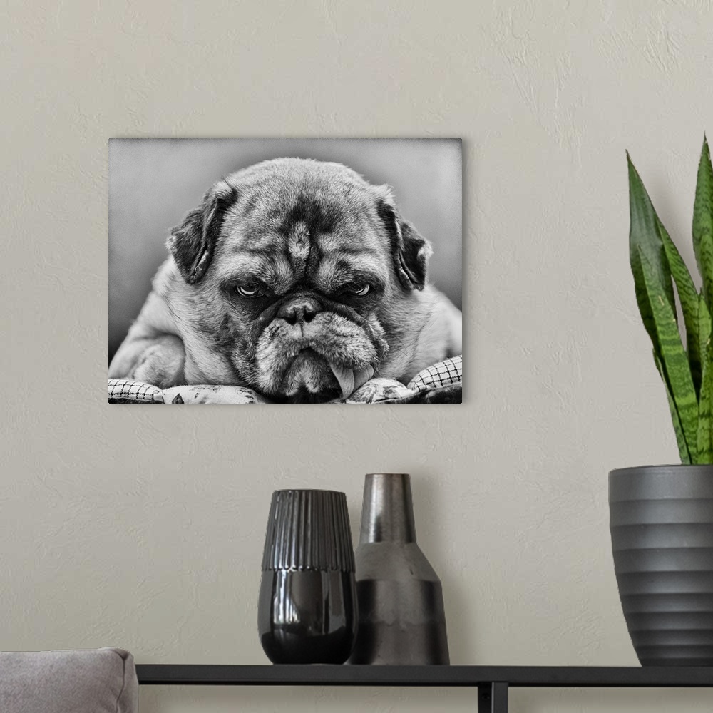 A modern room featuring Grumpy-looking pug with tongue hanging out.