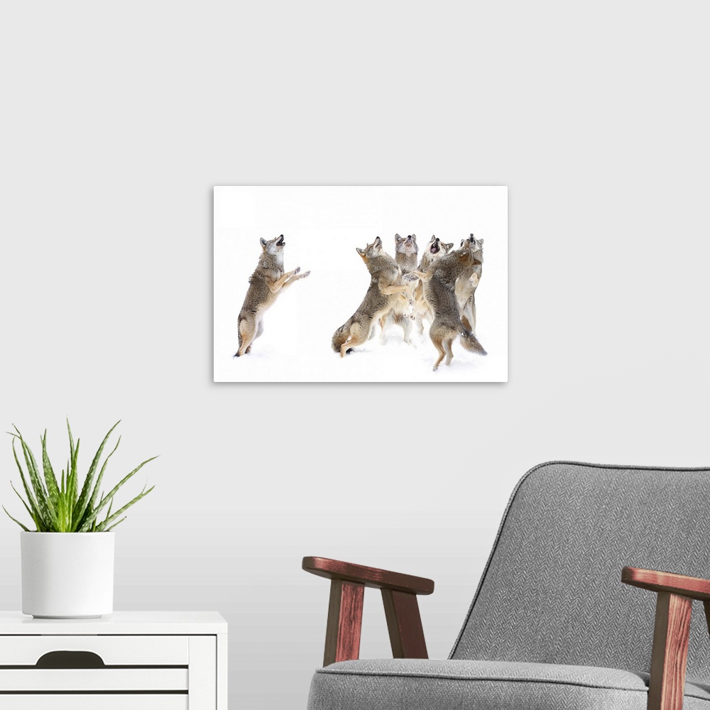 A modern room featuring A group of coyotes jumping in the snow, appearing dance together.