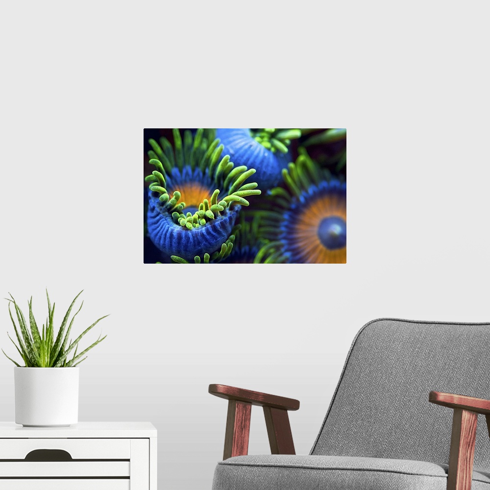 A modern room featuring Neon colored sea anemones with numerous tentacles in an aquarium.
