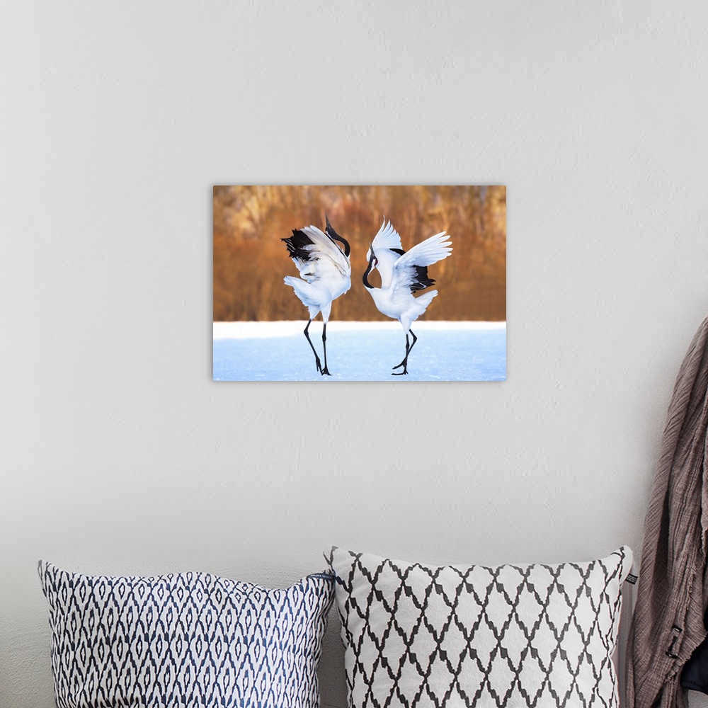 A bohemian room featuring Two Red Crowned Cranes performing a mating dance in the snow.