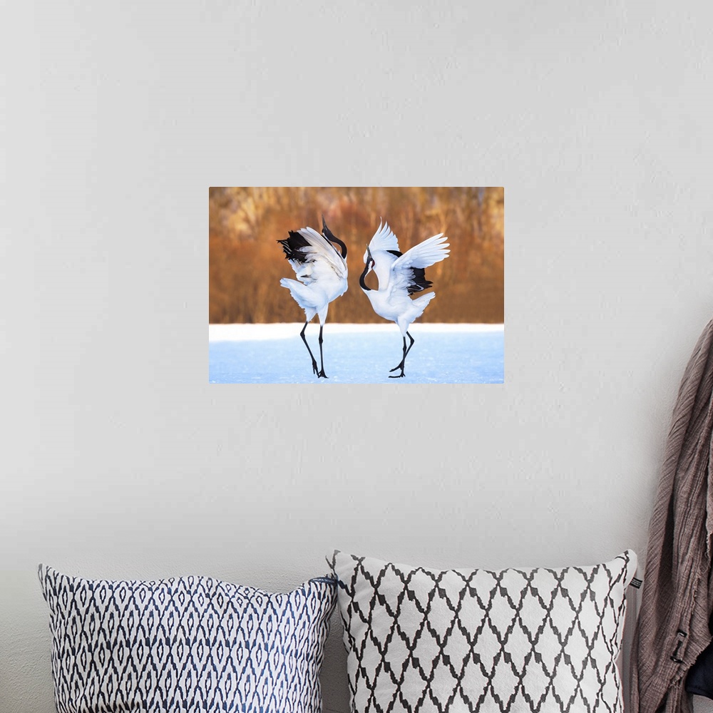 A bohemian room featuring Two Red Crowned Cranes performing a mating dance in the snow.