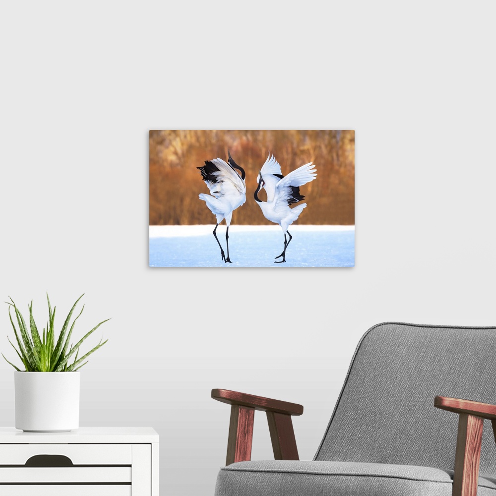 A modern room featuring Two Red Crowned Cranes performing a mating dance in the snow.