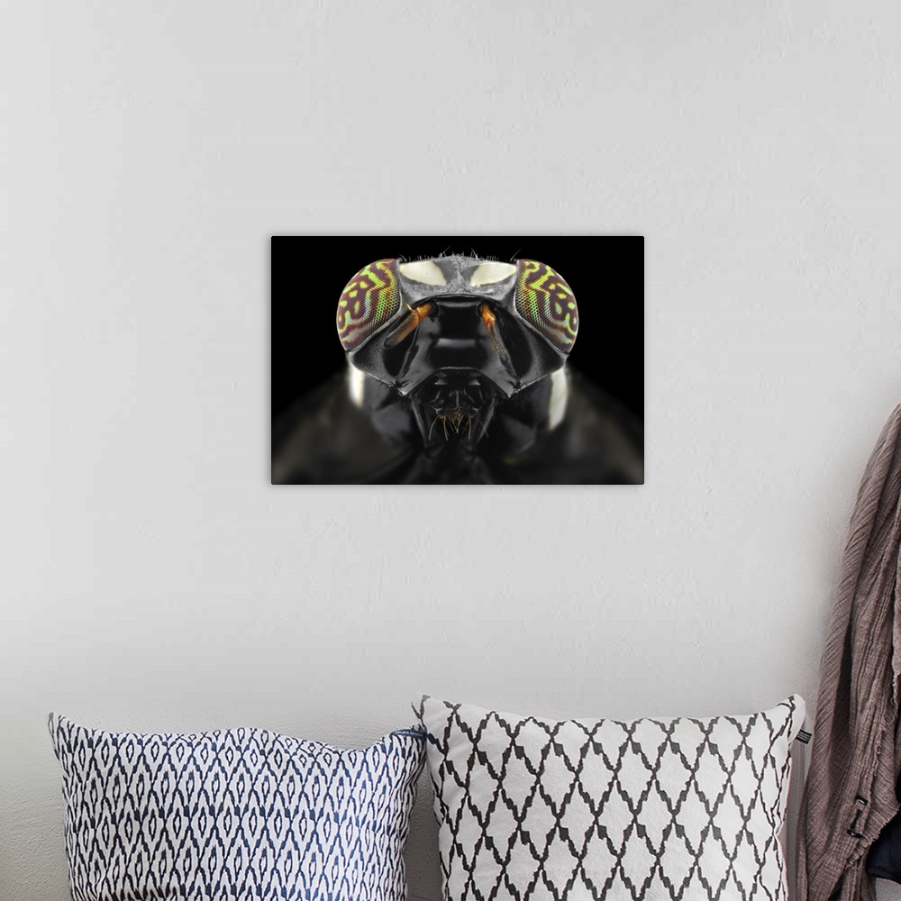 A bohemian room featuring Macro photograph of the head of a fly with compound eyes and antennae clearly visible.