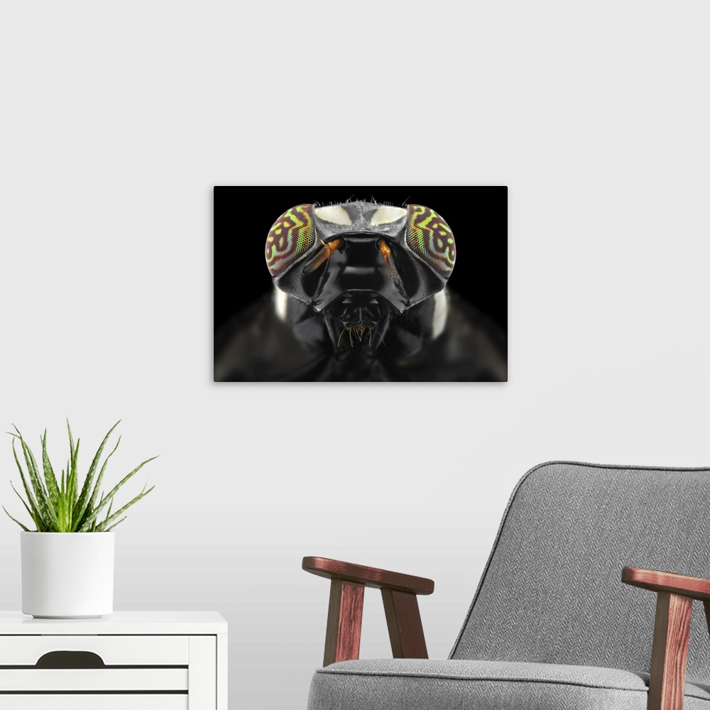 A modern room featuring Macro photograph of the head of a fly with compound eyes and antennae clearly visible.