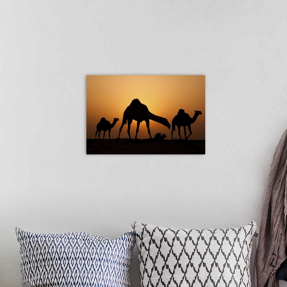 A bohemian room featuring Silhouettes of three camels in the desert at sunset.