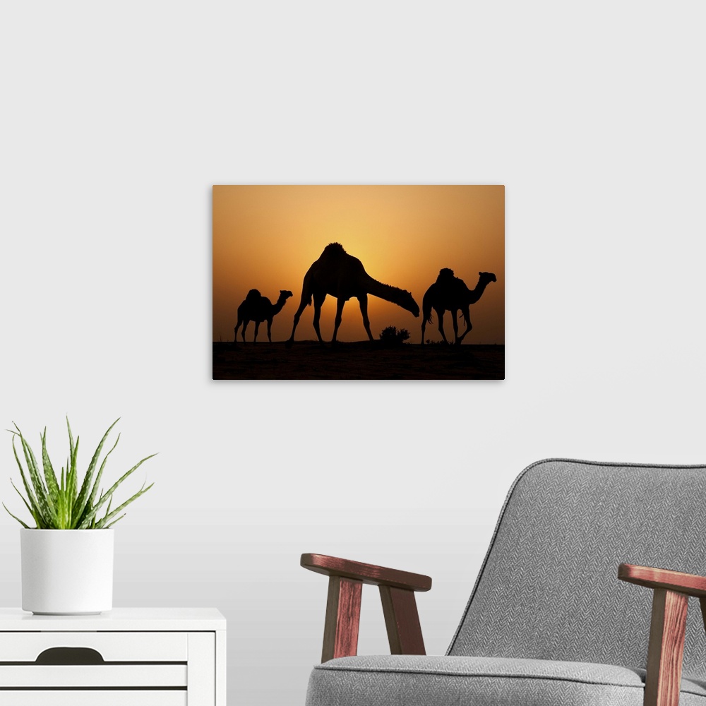 A modern room featuring Silhouettes of three camels in the desert at sunset.