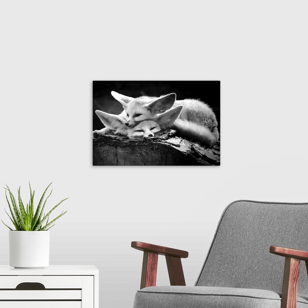 A modern room featuring Two adorable fennec foxes with big ears cuddling together on a log.