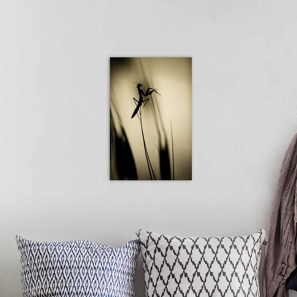 A bohemian room featuring A silhouetted praying mantis perched on a blade of grass.