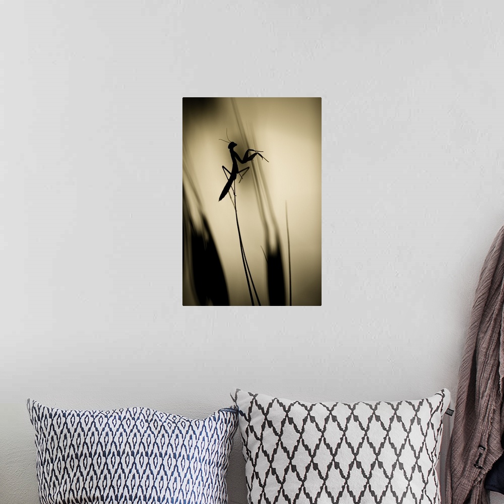 A bohemian room featuring A silhouetted praying mantis perched on a blade of grass.