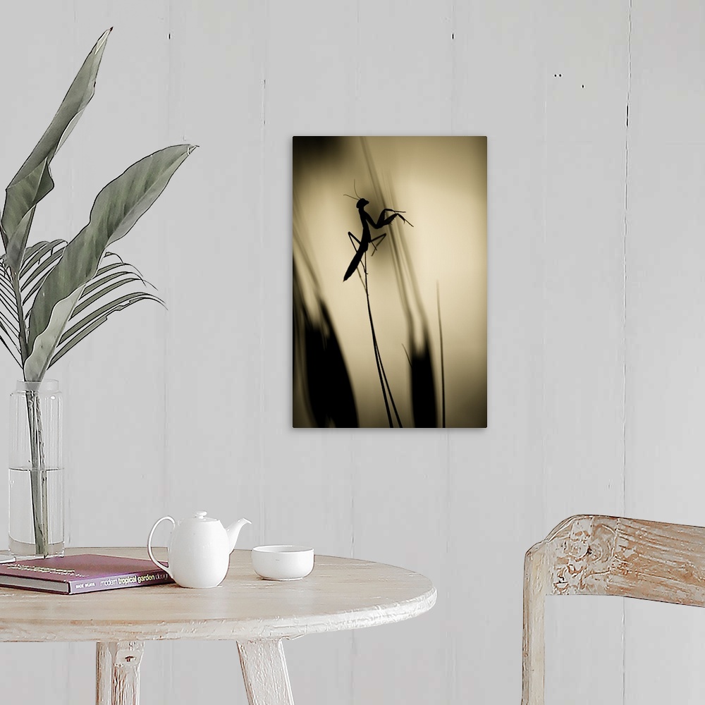 A farmhouse room featuring A silhouetted praying mantis perched on a blade of grass.
