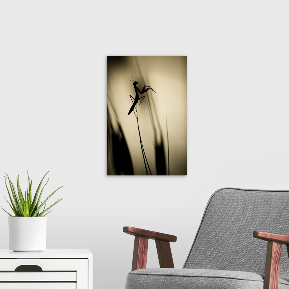 A modern room featuring A silhouetted praying mantis perched on a blade of grass.