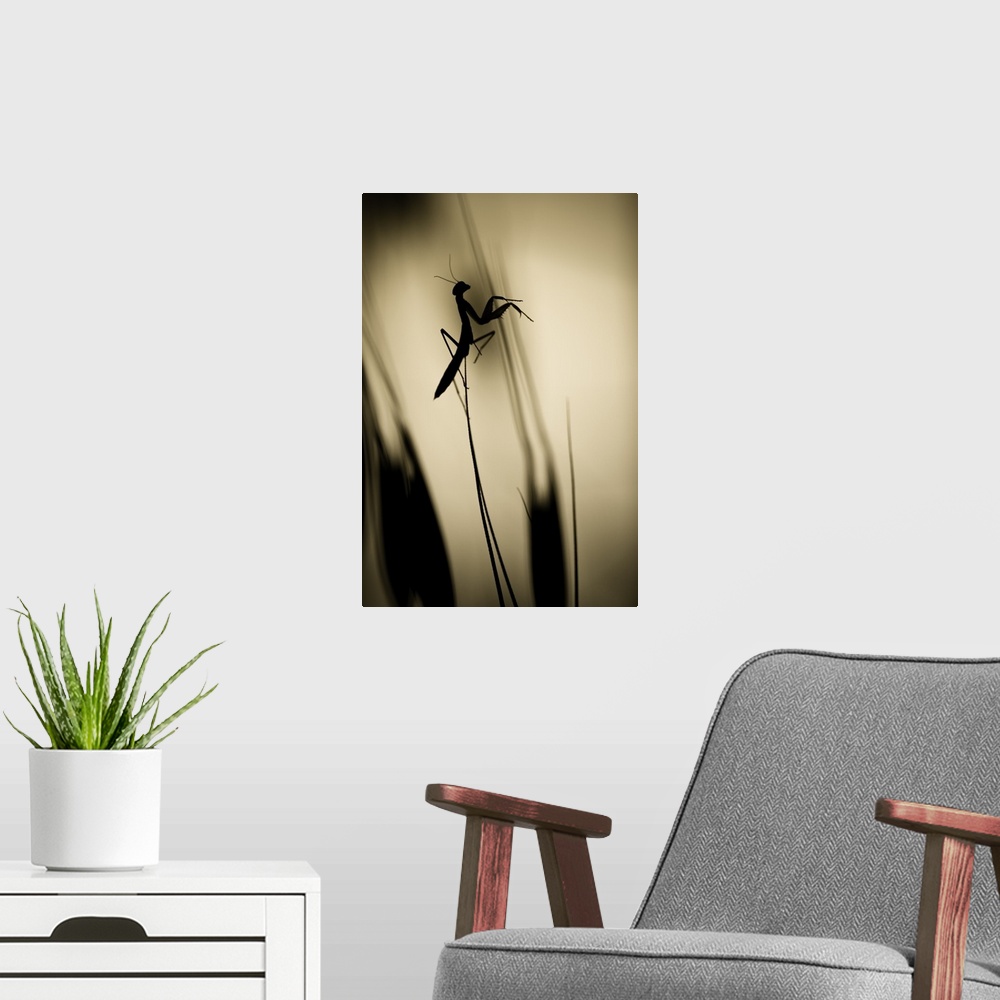 A modern room featuring A silhouetted praying mantis perched on a blade of grass.