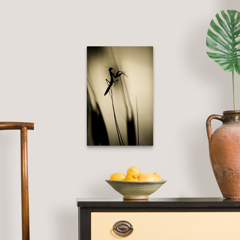 A traditional room featuring A silhouetted praying mantis perched on a blade of grass.
