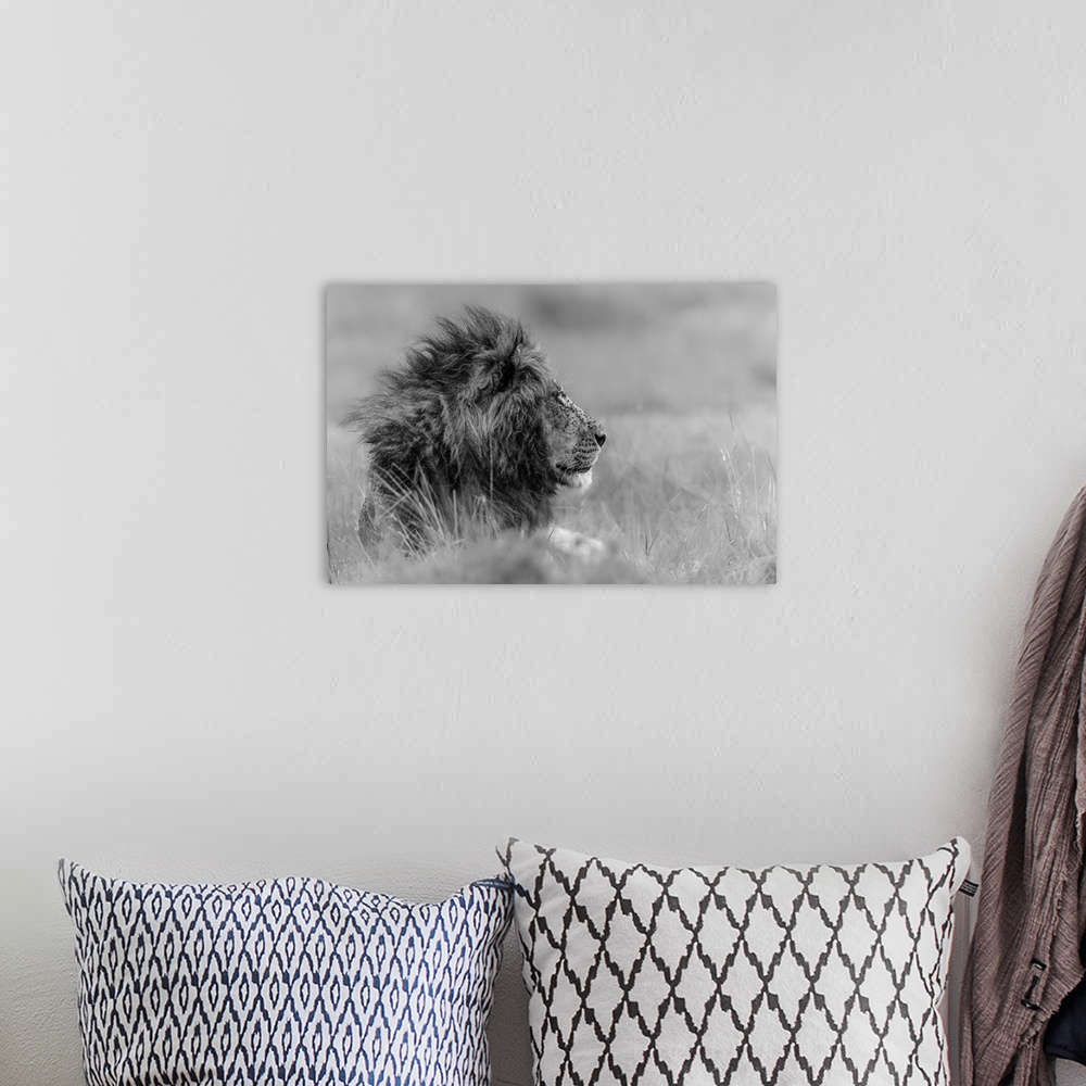 A bohemian room featuring Solemn portrait of a lion with mane rustling in the wind.