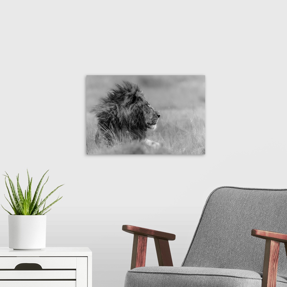 A modern room featuring Solemn portrait of a lion with mane rustling in the wind.