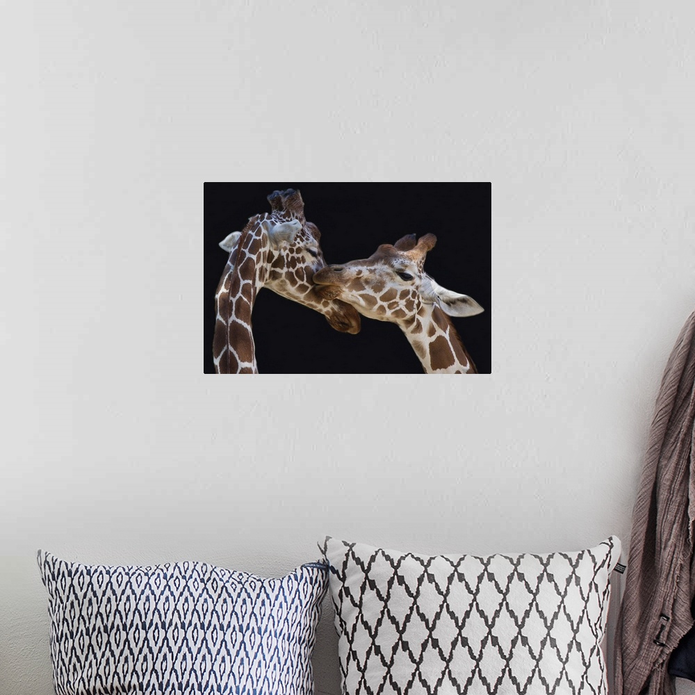 A bohemian room featuring A giraffe licks the face of another.