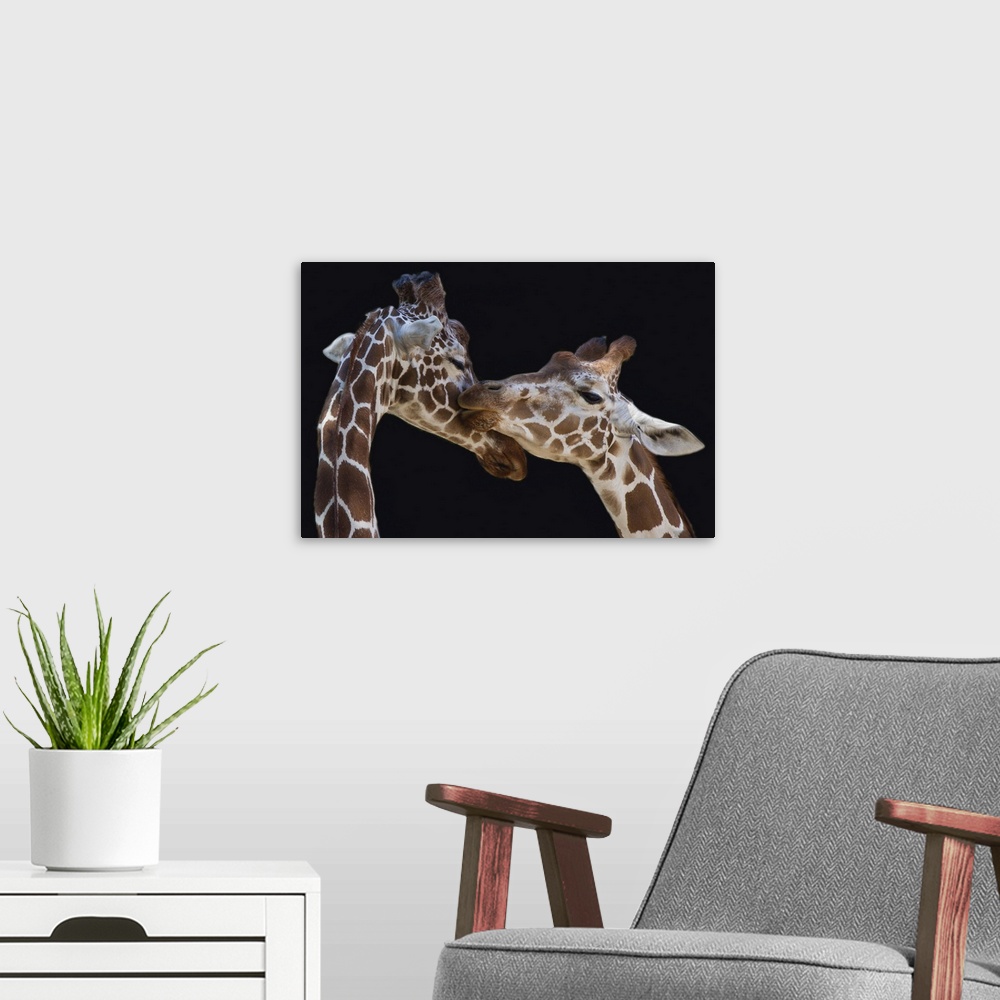 A modern room featuring A giraffe licks the face of another.