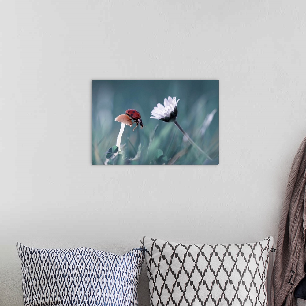A bohemian room featuring A ladybug perches on a small mushroom with a white daisy nearby.