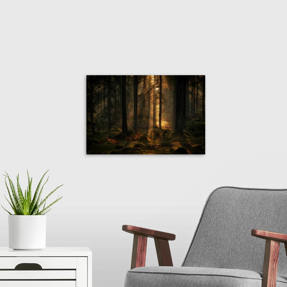 A modern room featuring The Light In The Forest