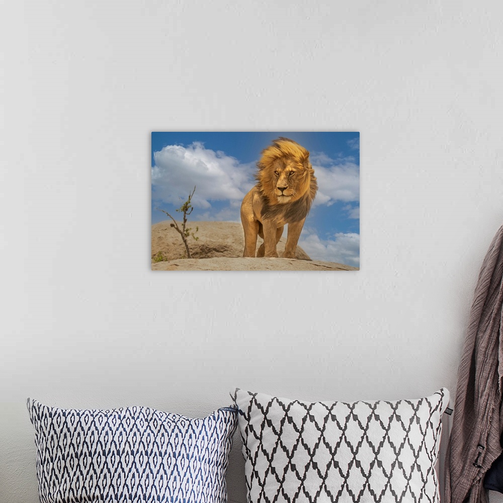 A bohemian room featuring The Lion King