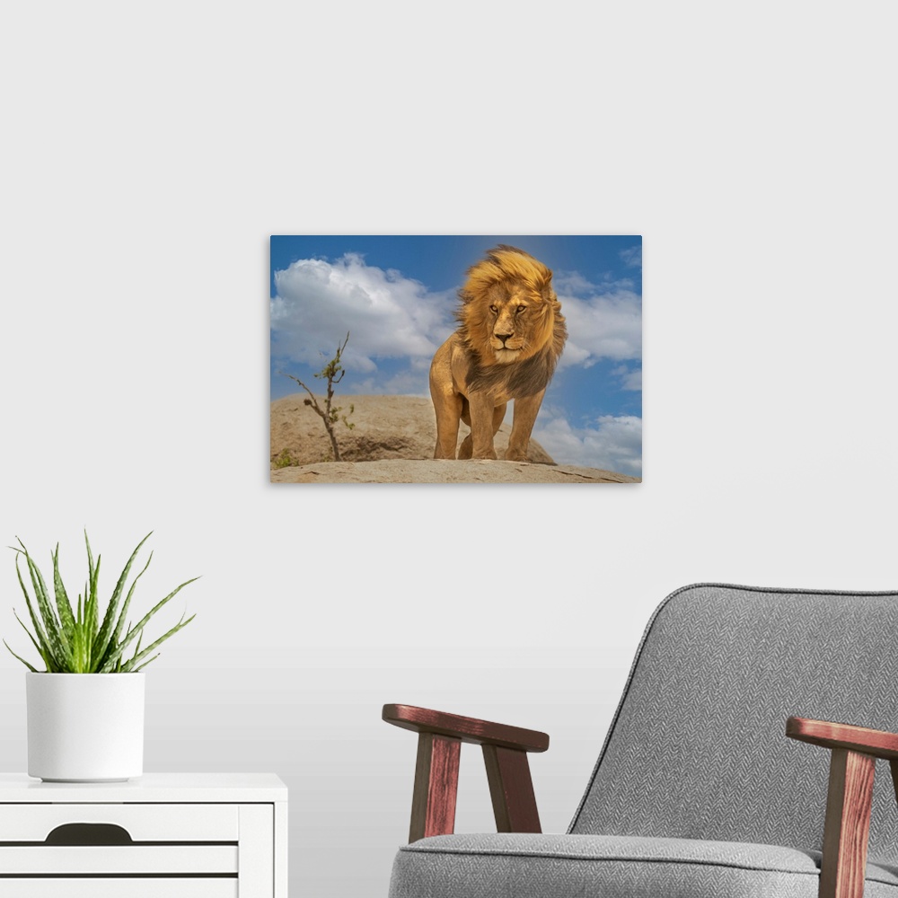 A modern room featuring The Lion King