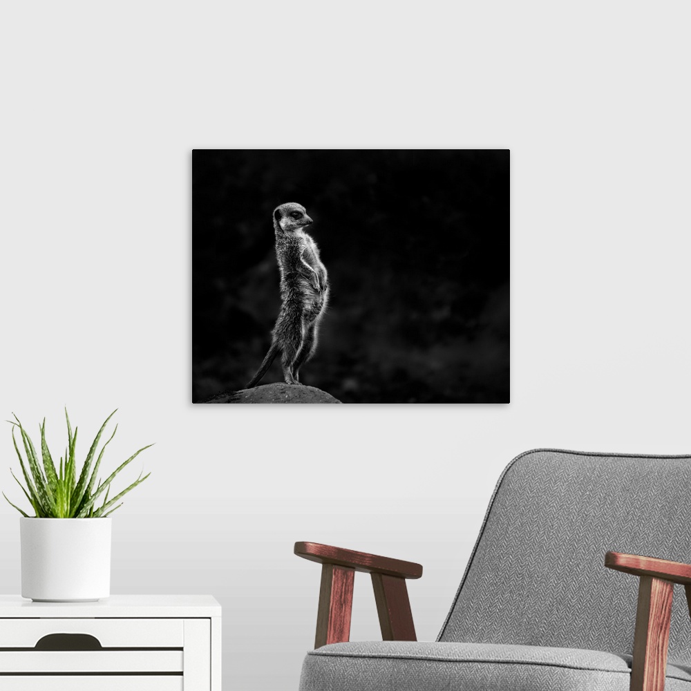 A modern room featuring Black and white image of a meerkat standing guard on a rock.