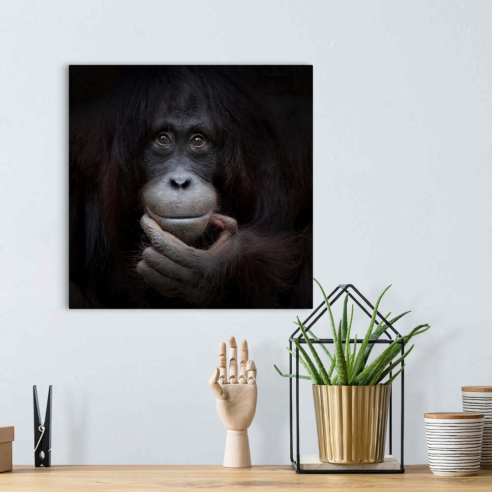 A bohemian room featuring Portrait of a orangutan with a contemplative look on its face.