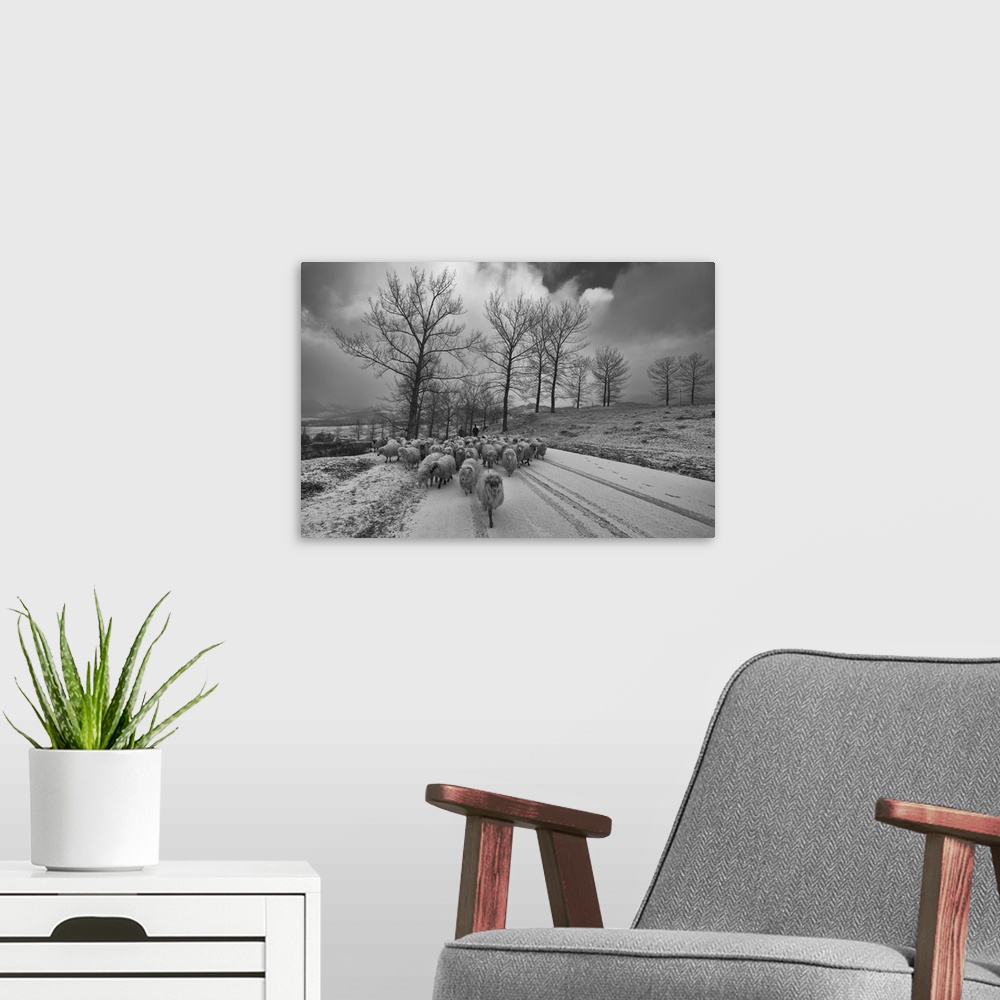 A modern room featuring Sheep herd on the move in this snowy winter landscape.