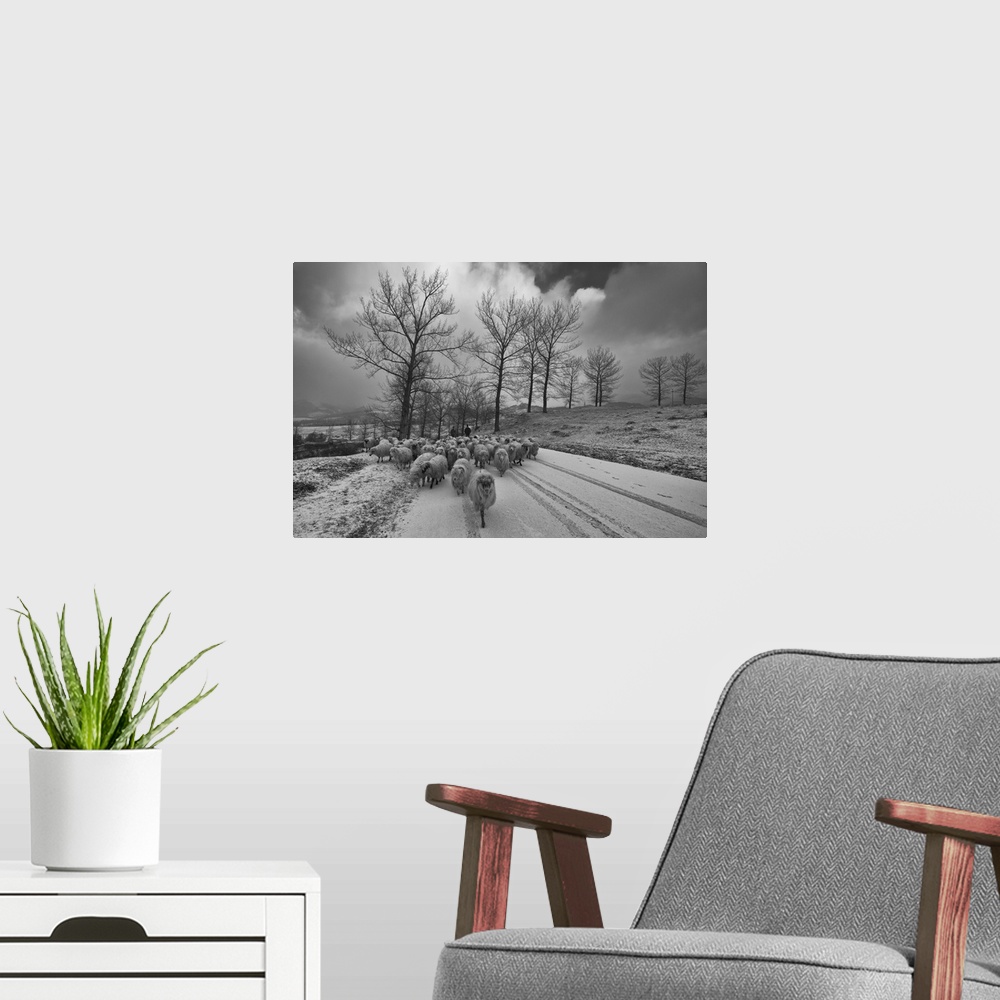 A modern room featuring Sheep herd on the move in this snowy winter landscape.