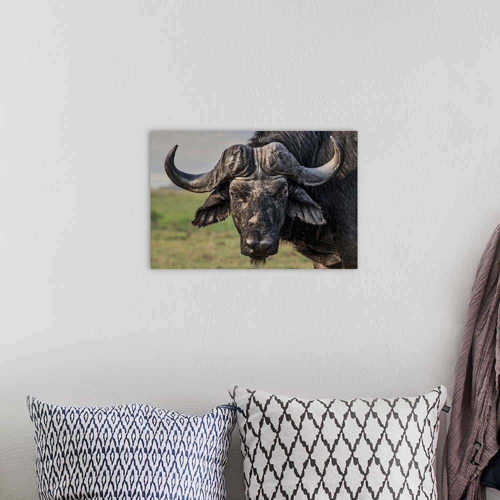 A bohemian room featuring Portrait of a water buffalo standing in the African plains.
