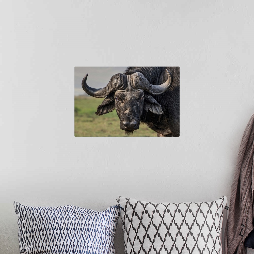 A bohemian room featuring Portrait of a water buffalo standing in the African plains.
