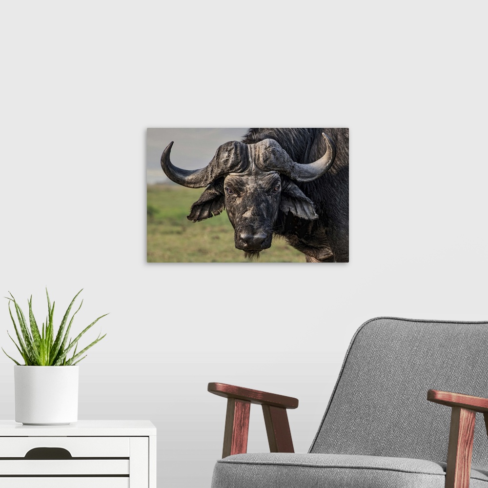 A modern room featuring Portrait of a water buffalo standing in the African plains.