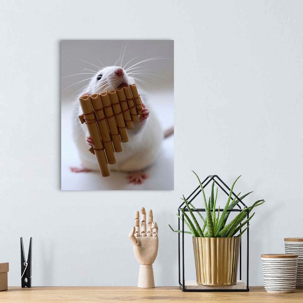 A bohemian room featuring Cute white rat appearing to play a miniature panflute.