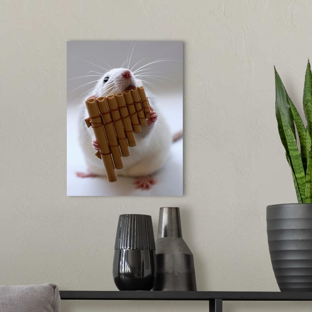 A modern room featuring Cute white rat appearing to play a miniature panflute.